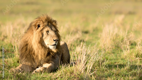 Male lion (Panthera leo), Masai Mara, Kenya photo