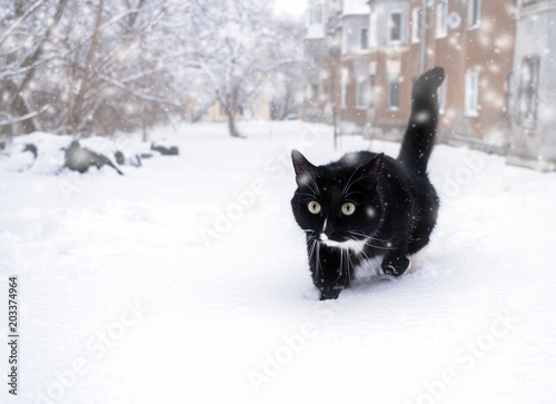Fototapeta Naklejka Na Ścianę i Meble -  Black and white cat sneaking in deep snowdrift.