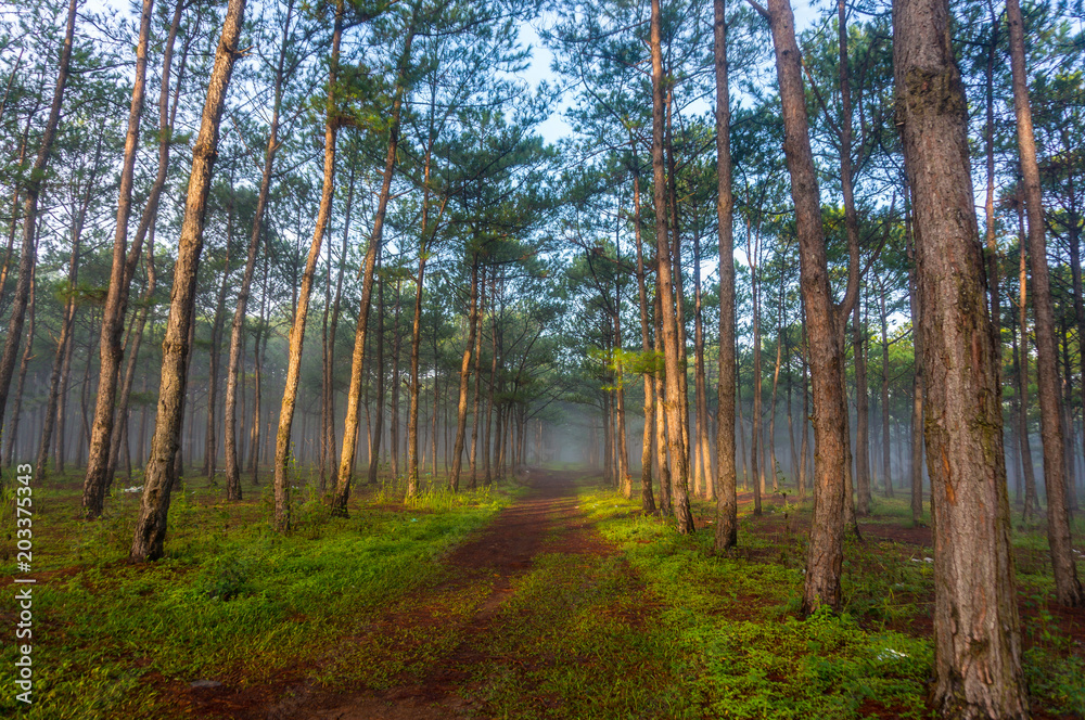 Obraz premium The road in pine forest at Don Duong - Lamdong- Vietnam, in the fog and rays