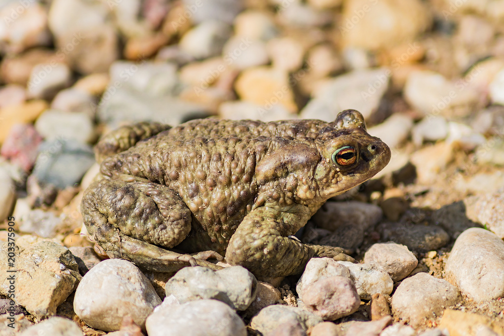 big green frog or anuran sitting on stones, animals wildlife big green frog or anuran sitting on stones, animals wildlife