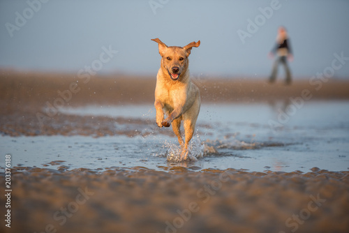 Dog and owner on Camber Sands, Rye, East Sussex