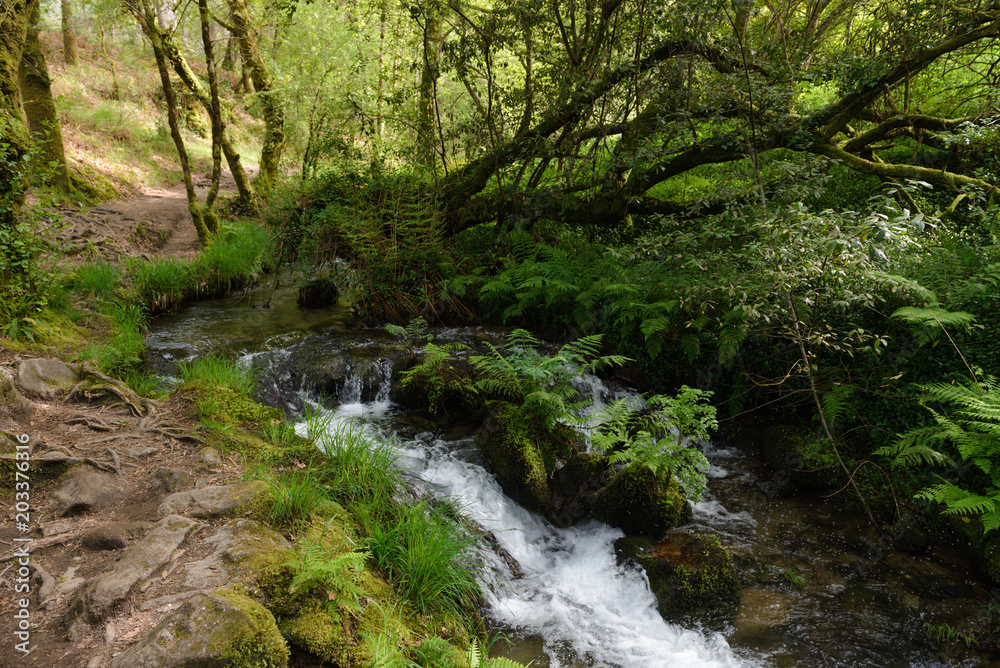 waterfall on a forest river