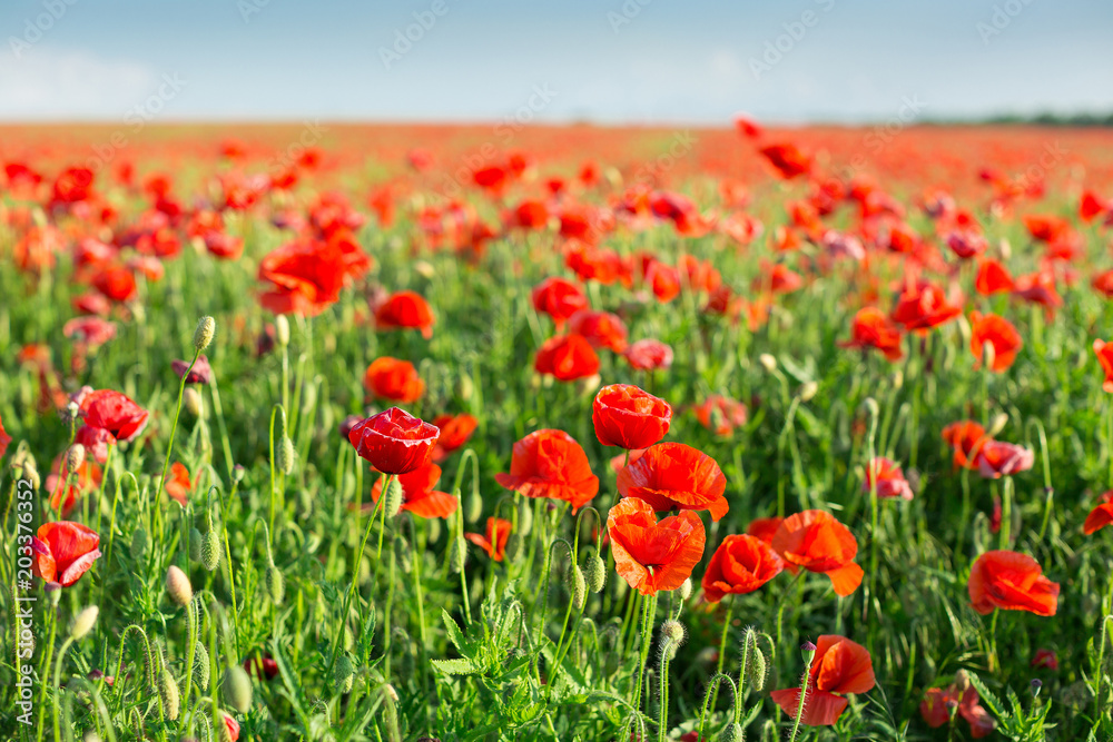 Poppy farming, nature, agriculture, Nature, spring, blooming flowers concept - industrial farming of poppy flowers - a sunny spring day with blue sky background.