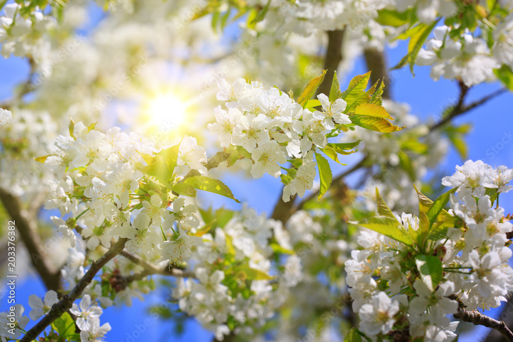 Cherry blossoms in spring . Cherry blossoms in spring .