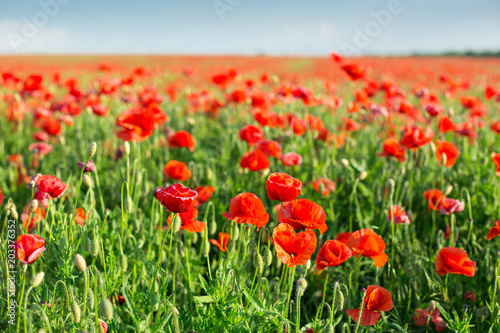 Poppy farming, nature, agriculture, Nature, spring, blooming flowers concept - industrial farming of poppy flowers - a sunny spring day with blue sky background.