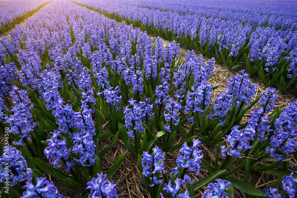 Fototapeta premium Dutch flower fields