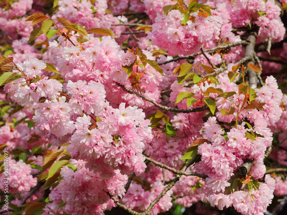 Stately flowering Japanese cherry, Prunus serrulata
