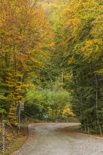 Carretera a través de un bosque en otoño