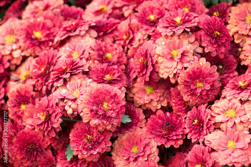 Beautiful pink flower background