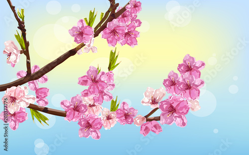 Cherry flowers Vector. Spring card background decors