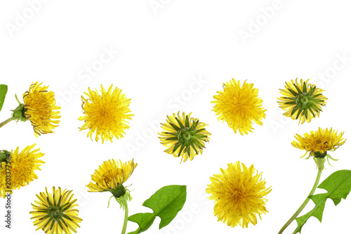 Fototapeta Naklejka Na Ścianę i Meble -  Dandelion flower or Taraxacum Officinale isolated on white background with copy space for your text. Top view. Flat lay