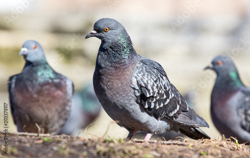 dark grey standing pigeons group