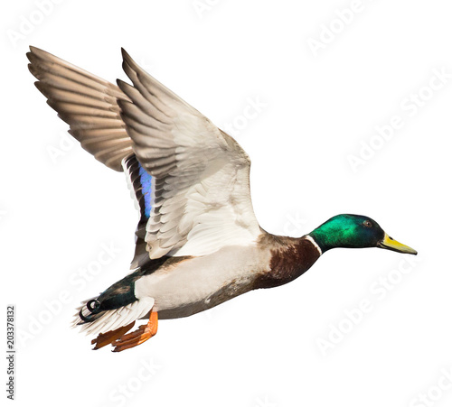 mallard duck drake isolated on white in flight