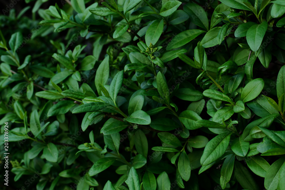 Background 0f the bush with fresh green leaves Background 0f the bush with fresh green leaves