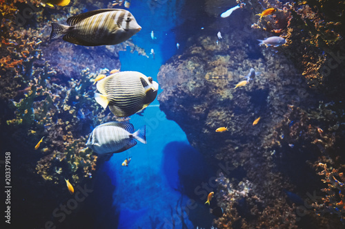 View under water of colored sea fishes inhabiting the Mediterranean Sea Malta aquarium