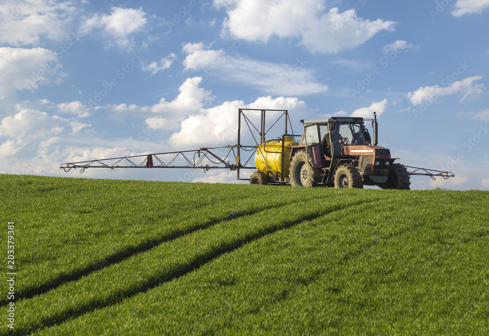 Fototapeta premium Farmer on tractor spraying green wheat field