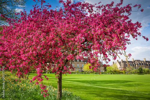 Cherry blossom tree, in full bloom