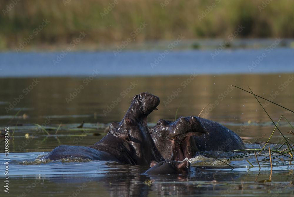 Fototapeta premium Hippopotamus , Kruger National Park , Africa