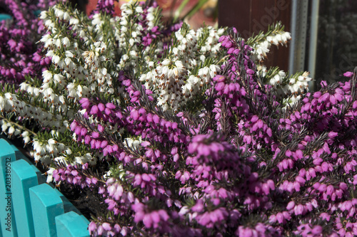 Fototapeta Naklejka Na Ścianę i Meble -  the White and lilac heather in a flower pot near the entrance to the store as an ornament.