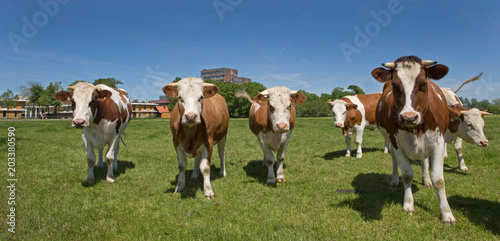 Cows in meadow. Reestdal. Meppel Netherlands. Hospital.
