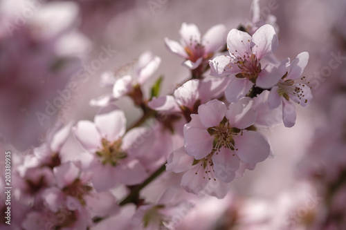 Apricot Blossom in Wachau in Lower Austria 