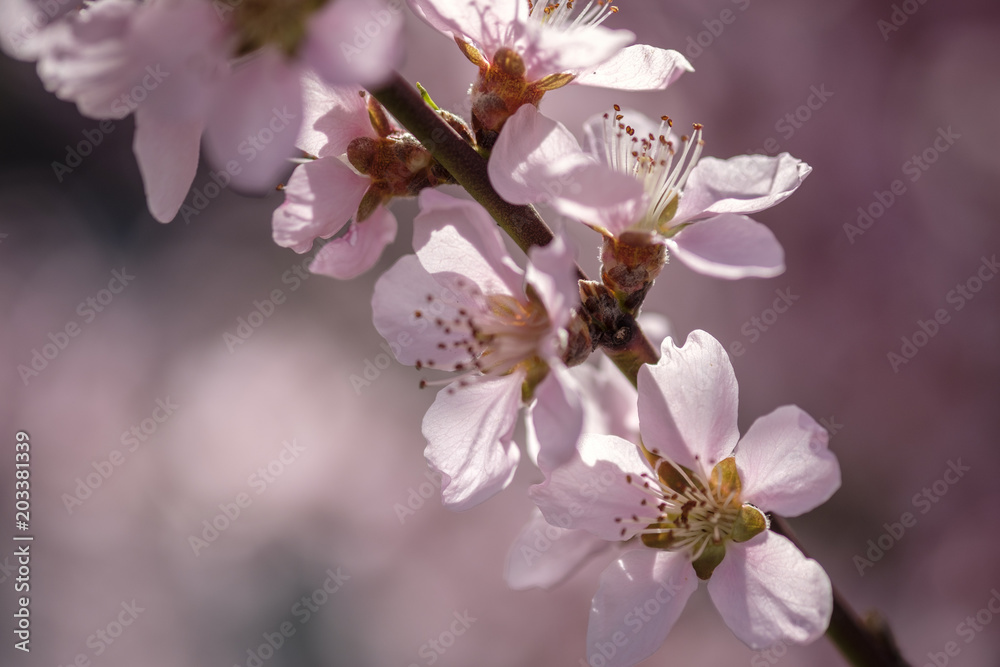 Apricot Blossom in Wachau in Lower Austria 