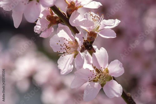 Apricot Blossom in Wachau in Lower Austria 