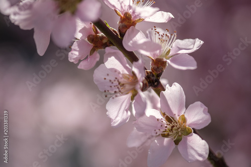 Apricot Blossom in Wachau in Lower Austria 
