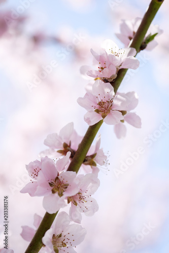 Apricot Blossom in Wachau in Lower Austria 