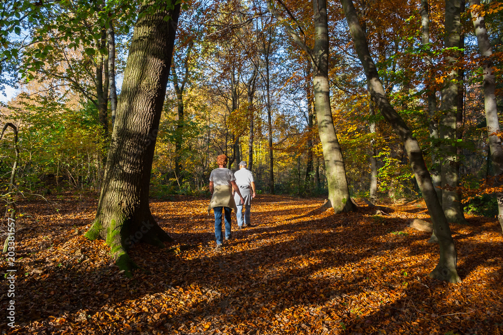 Fototapeta premium Golden agers walking through the woods