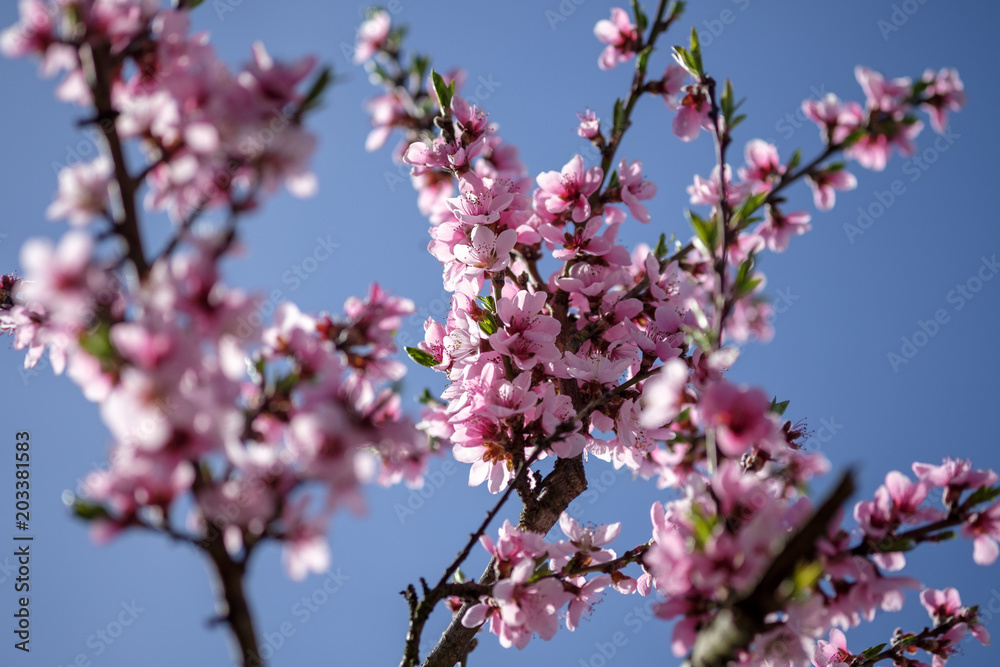 Apricot Blossom in Wachau in Lower Austria 