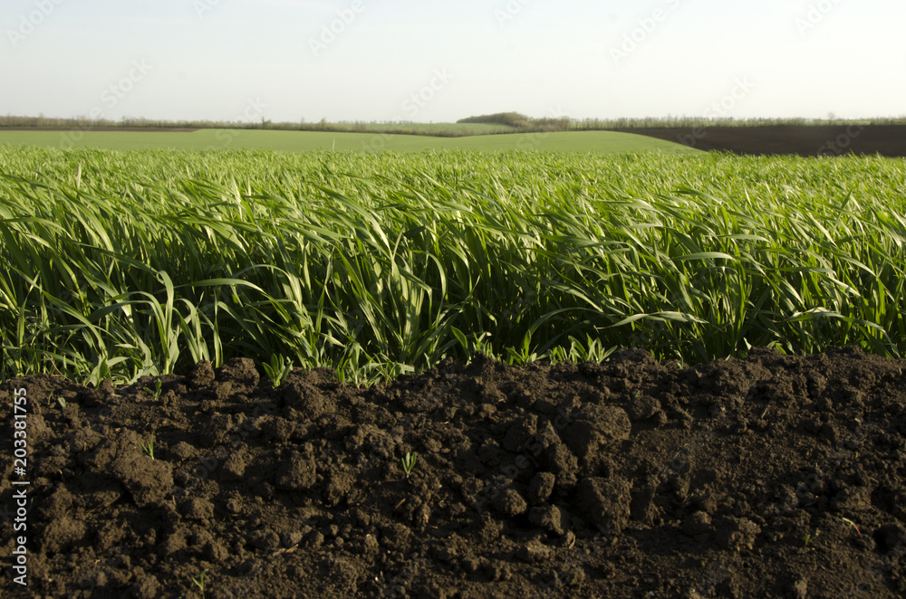 Naklejka premium soil and green grass with field and sky