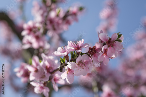 Apricot Blossom in Wachau in Lower Austria 