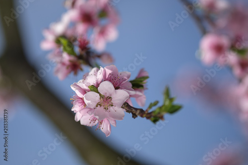 Apricot Blossom in Wachau in Lower Austria 