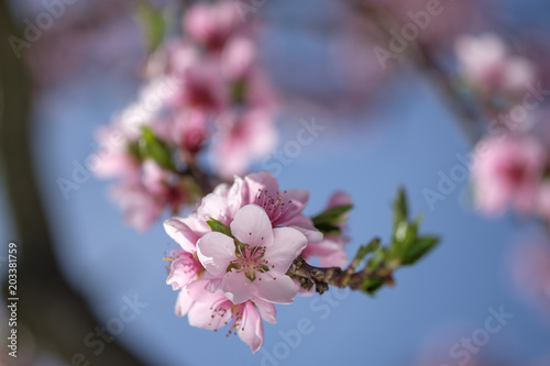 Apricot Blossom in Wachau in Lower Austria 