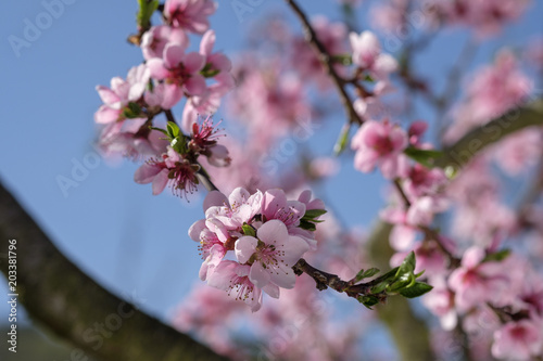 Apricot Blossom in Wachau in Lower Austria 