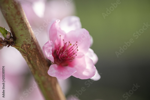 Apricot Blossom in Wachau in Lower Austria 