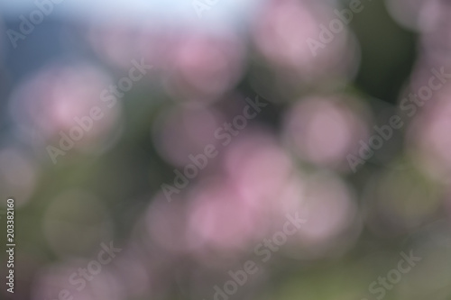 Apricot Blossom in Wachau in Lower Austria 