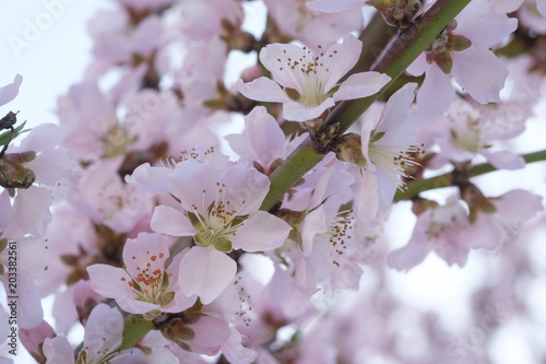 Apricot Blossom in Wachau in Lower Austria 