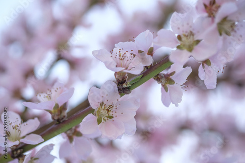 Apricot Blossom in Wachau in Lower Austria 