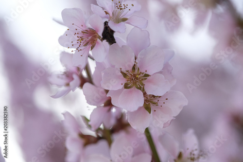 Apricot Blossom in Wachau in Lower Austria 