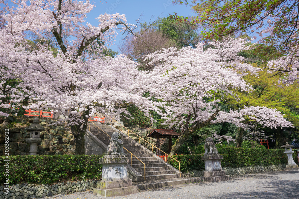 京都 建勲神社の桜 京都 建勲神社の桜
