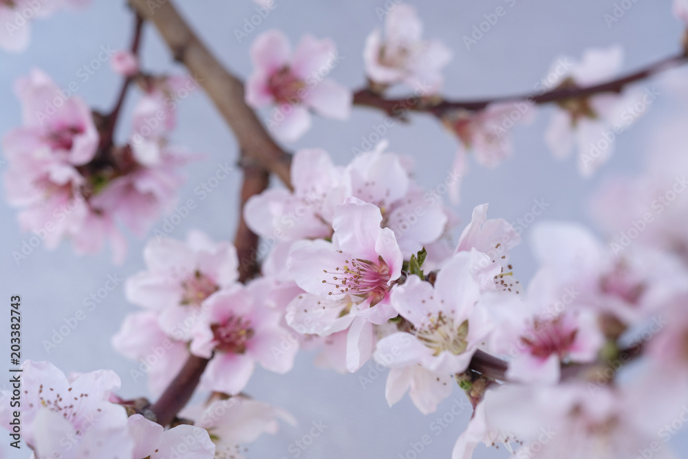 Apricot Blossom in Wachau in Lower Austria 