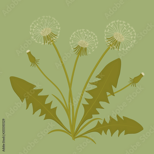 Fototapeta Naklejka Na Ścianę i Meble -  Dandelions with leaves on a green background. Spring flowers. Vector illustration