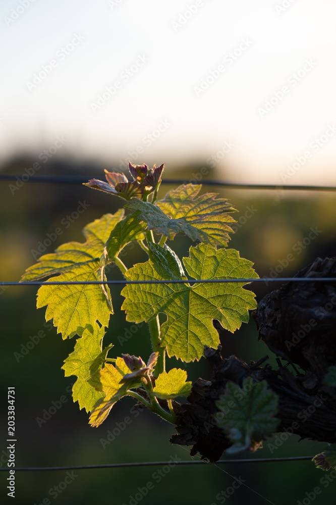Obraz premium New bug and leaves sprouting at the beginning of spring on a trellised vine growing in bordeaux vineyard