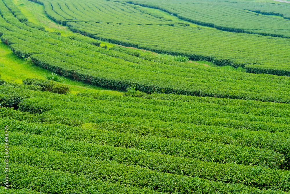 Tea Plantation, Oolong tea farm, green landscape background, green leaf