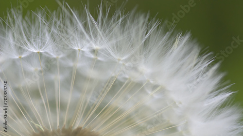 Fototapeta Naklejka Na Ścianę i Meble -  Löwenzahnsamen, Pusteblume 