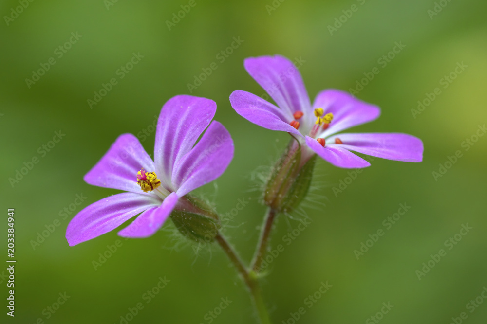 rosafarbene Wiesenblume, geranium sylvaticum rosafarbene Wiesenblume, geranium sylvaticum