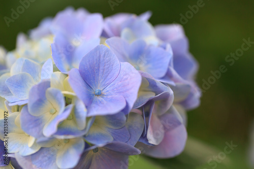 植物 花 紫陽花