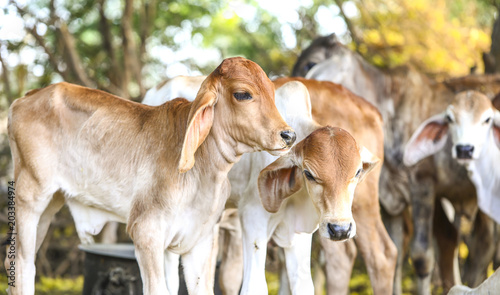 Pretty Little Baby Cows or Calf on Farmland © Indian Creation